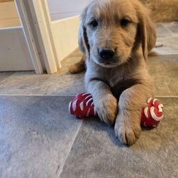 Boy 4 - Golden Golden Retriever puppy in Valley, Washington from Enchanted Valley Paws