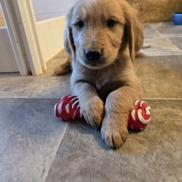 Boy 4 - Golden Golden Retriever puppy in Valley, Washington from Enchanted Valley Paws