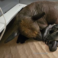Xoloitzcuintli puppies from Tailwynd Kennels