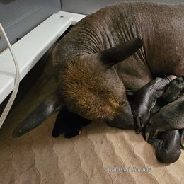 Xoloitzcuintli puppies from Tailwynd Kennels
