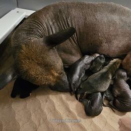 Xoloitzcuintli puppies from Tailwynd Kennels