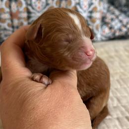 Miramar - Red male Cavapoo puppy in Beckley, West Virginia from By Design Doodles