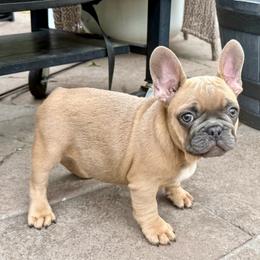 Bluey from OFA'd Parents - Fawn male French Bulldog puppy in Billings, Montana from Yellowstone Frenchies