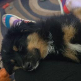 Jabba the Hut - Black tri male Miniature American Shepherd puppy in Vancouver, Washington from BonDrew's Miniature American Shepherds