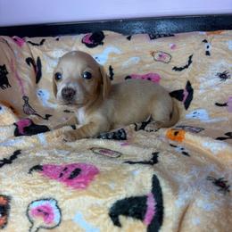 Bentley - Cream male Dachshund puppy in Lake City, Florida from My Ditzy Doxies of Florida