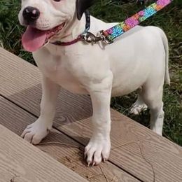 American Bulldog and French Bulldog Puppies from Jemms Kennels