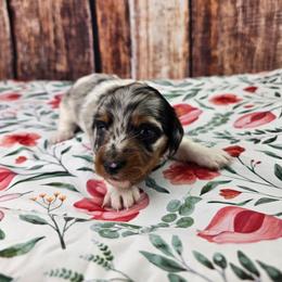 Sorsha - Dapple female Dachshund puppy in Malad City, Idaho from Mountain Sage Dachshunds
