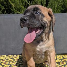 Girl 4 - Fawn female Cane Corso puppy in Prescott Valley, Arizona from Willow’s Meadow