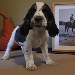 Webb - Black white and tan male English Springer Spaniel puppy in Florida from Thunderbird Springers