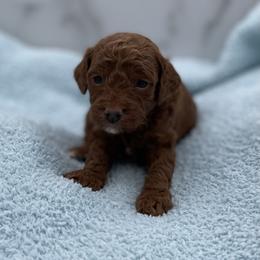 Biscuit - Red  male Goldendoodle puppy in Kansas City, Kansas from Bella & Ivy’s Mini Goldendoodles of KC