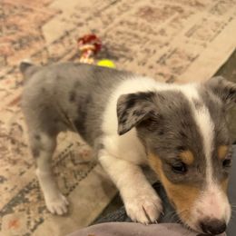 Tinsel - Blue merle female Collie puppy in Underwood, Indiana from Third Gen Collies