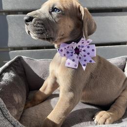 Great Dane Puppies from Oak Bend Danes