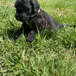 Assorted Doodle Crosses and Goldendoodle Puppies from Huff Family Farm & Doodles