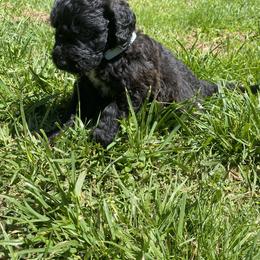 Assorted Doodle Crosses and Goldendoodle Puppies from Huff Family Farm & Doodles