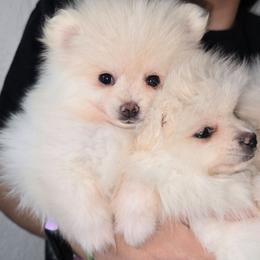 Princess - Cream female Pomeranian puppy in Texas from Ruby's Poms