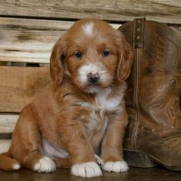 Male 2 of 3 - Apricot male Goldendoodle puppy in Macedon, New York from Toodles Goldendoodles