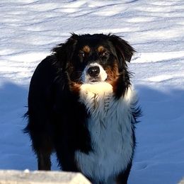 Peach - Australian Shepherd