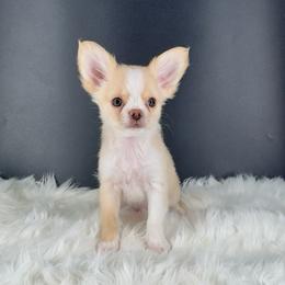 Pippin - Cream and white male Chihuahua puppy in Simpsonville, South Carolina from N&T's Chihuahuas