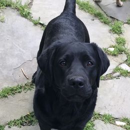 Cavalier King Charles Spaniel and Labrador Retriever All Grown Up from Matilija