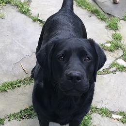 Cavalier King Charles Spaniel and Labrador Retriever All Grown Up from Matilija