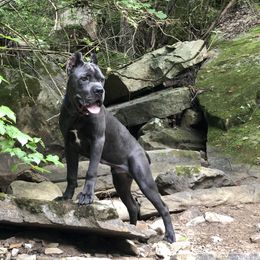Cane Corso Puppies from Far From Average Kennels