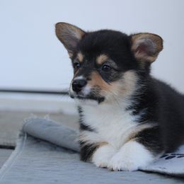 Vega💫 - Black and tan Pembroke Welsh Corgi puppy in Centralia, Washington from AJ's Valley View Corgis