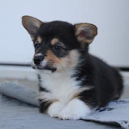 Vega💫 - Black and tan Pembroke Welsh Corgi puppy in Centralia, Washington from AJ's Valley View Corgis