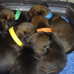 Border Terriers from Glynmoir Border Terriers