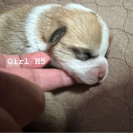 Pembroke Welsh Corgi puppies from Corgi Cottage