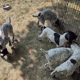 German Shorthaired Pointer puppies from Apple River Working Dogs