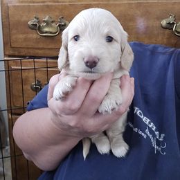 Girl 1 - Cream female Dachshund puppy in Willcox, Arizona from Tootsie's Tiny Toes