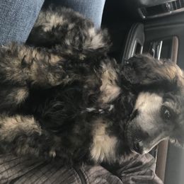 Poodle Puppies from 406 Poodles