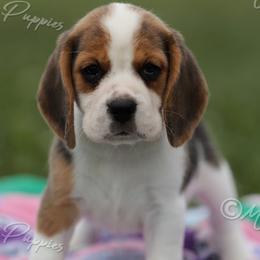 AKC 'Shortcake' - Black tan and white female Beagle puppy in Lamar, Missouri from Marti Acres ~ Boston Terrier & Beagles