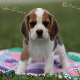 AKC 'Shortcake' - Black tan and white female Beagle puppy in Lamar, Missouri from Marti Acres ~ Boston Terrier & Beagles