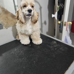 Freckles - Red male Cocker Spaniel puppy in Peoria, Arizona from Stand Alone Cockers