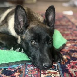 Female confident, spunky, athlete fun drive - Liver female Belgian Malinois puppy in Dallas, Texas from RoyalHaus Malinois