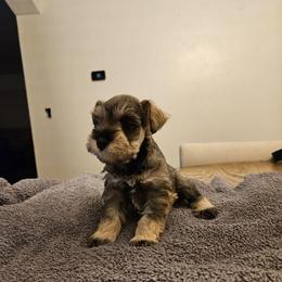 Girl 1 - Salt and pepper female Miniature Schnauzer puppy in Chino, California from So Cal Schnauzer