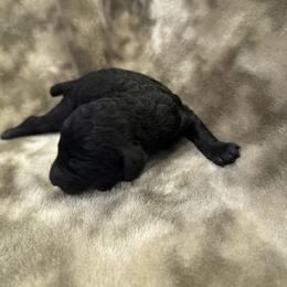 Solid black girl - Black female Poodle puppy in Oneida, Tennessee from Pippa’s Place Poodles