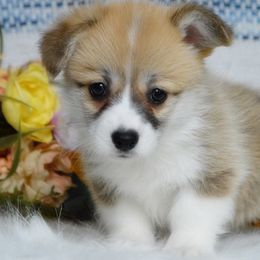 Aliss - Red female Pembroke Welsh Corgi puppy in Oswego, Kansas from Wind Dial Farm
