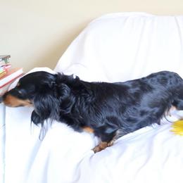 Sally - Dachshund