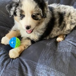 Miniature Australian Shepherd and Toy Australian Shepherd Puppies from Rye Hill Aussies