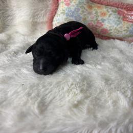 Hot pink collar - Black female Goldendoodle puppy in Cleveland, Georgia from The O.G. Doodles