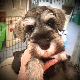 Miniature Schnauzer Puppies from MoonShadows Miniature Schnauzers