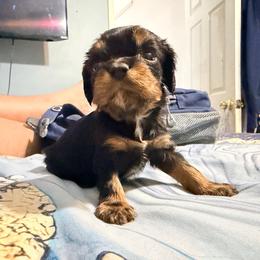 Dawson - Black and tan male Cavalier King Charles Spaniel puppy in Spring Hill, Florida from Wonderland Cavaliers