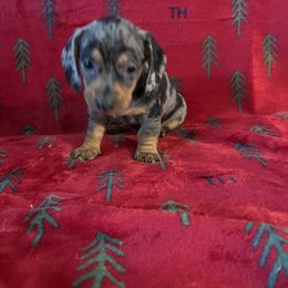 Dachshund Puppies from Wendie's Dachshunds