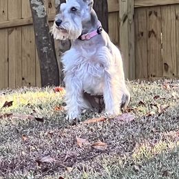 Miniature Schnauzer Puppies from Pierhaus Minature Schnauzers