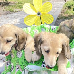 Dachshund All Grown Up from Habl's VERO BEACH Dachshunds