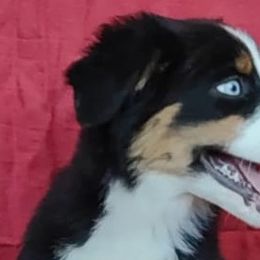 Miniature Australian Shepherds and Shih Tzus from Pedroza Farm