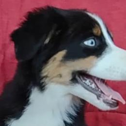 Miniature Australian Shepherds and Shih Tzus from Pedroza Farm