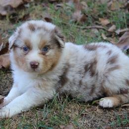 Chelsea - Red tri-color female Australian Shepherd puppy in Kansas, Oklahoma from Windy G Farm